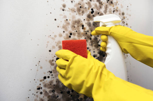 Best Fast Mold Removal  in The College Of New Jersey, NJ