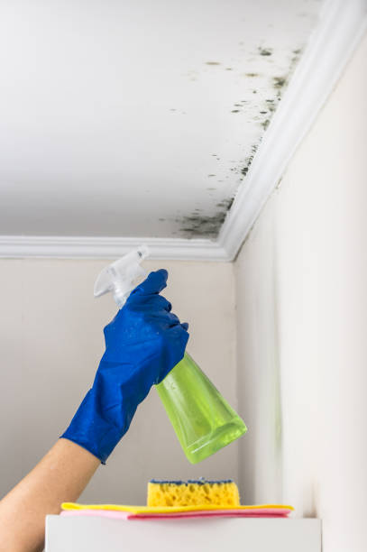 The College Of New Jersey, NJ Mold Removal Company